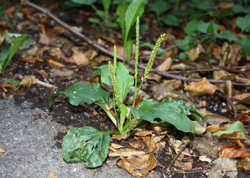 Breit Wegerich (Plantago major) - © Emanuel Trummer
